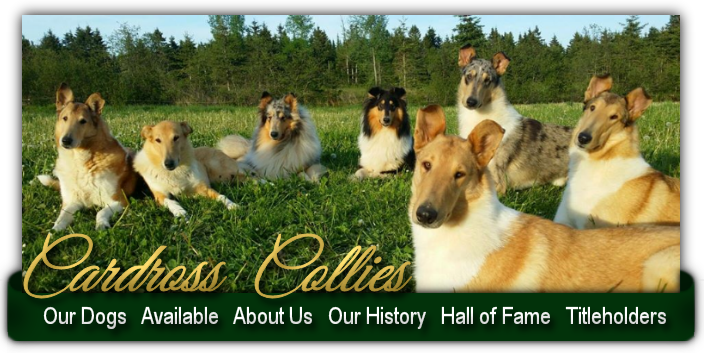 Cardross Collie