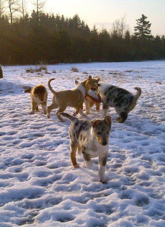 Puppies